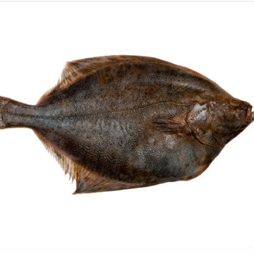 津水黑鲽鱼900g  国产海鲜冷冻水产