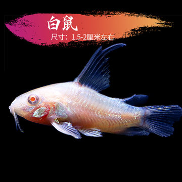 老鼠魚金苔鼠清潔魚吃屎垃圾除藻工具魚小型熱帶淡水清道夫魚活體乳