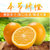 【尝鲜价】奉节脐橙完美酸甜比现摘现发应季鲜果产地直发 10斤顺丰包邮(精品大果 果径75-85mm)
