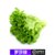 【顺丰】罗莎绿生菜 绿萝莎花叶生菜 新鲜蔬菜即食沙拉食材(500g)