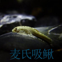 鱼缸清洁工具鱼 琵琶鳅 吸鳅提琴鱼观赏鱼活体冷水原生鱼工具鱼(麦氏琵琶吸鳅1条（3~4cm） 默认版本)