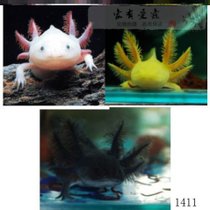 清洁鱼缸的螺虾清理内壁工具冷水清道夫好养活物六角龙食物金鱼(黄金龙+纯黑龙 情侣8—13cm一对 默认版本)