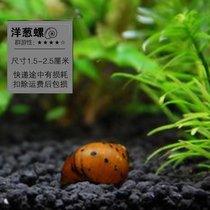 马来螺苹果螺观赏螺活体除藻螺鱼缸清洁吃鱼屎工具水族淡水螺套餐(洋葱螺3送1备损 默认版本)