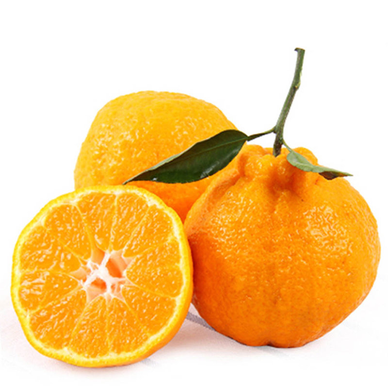 春见柑橘品种介绍视频讲解大全图片(春见柑橘的口感) 春见柑橘品种介绍视频讲解大全图片(春见柑橘的口感)