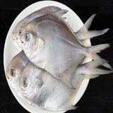 IUV【IUV爆品】银鲳鱼 3斤（1斤4条） 美味清蒸银鲳鱼，好食材，原汁原味