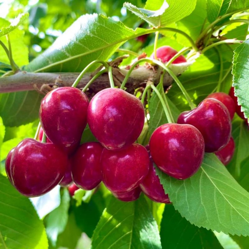 农夫心愿新疆喀什车厘子净重3斤100g现摘现发原产地新疆喀什