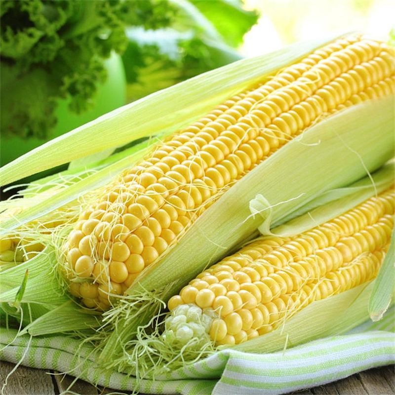iuviuv爆款云南水果玉米45斤约57根甜嫩多汁入口香甜