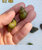 除藻工具黄金螺清洁鱼缸龟粪便淡水好养冷水原生观赏田螺活体河蚬(特惠：石螺2-3厘米10个 默认版本)