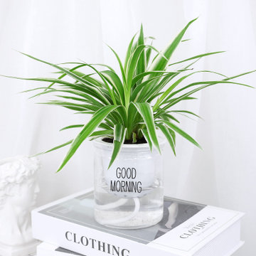 花岛居家办公简约小清新北欧ins风吸水盆栽金边吊兰百搭绿植盆栽