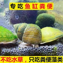 食藻大田螺活体除藻河蚌冷水清洁鱼缸黑金刚斑马苹果鲍鱼工具青苔(5-7厘米螺【4个】除丝藻 默认版本)