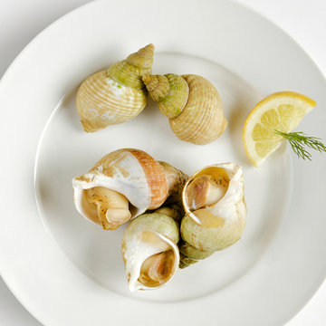 umami爱尔兰北俄螺1000g(1000g装 进口产品)