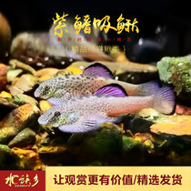 鱼缸清洁工具鱼 琵琶鳅 吸鳅提琴鱼观赏鱼活体冷水原生鱼工具鱼(5条大号紫鳍（4~5cm） 默认版本)