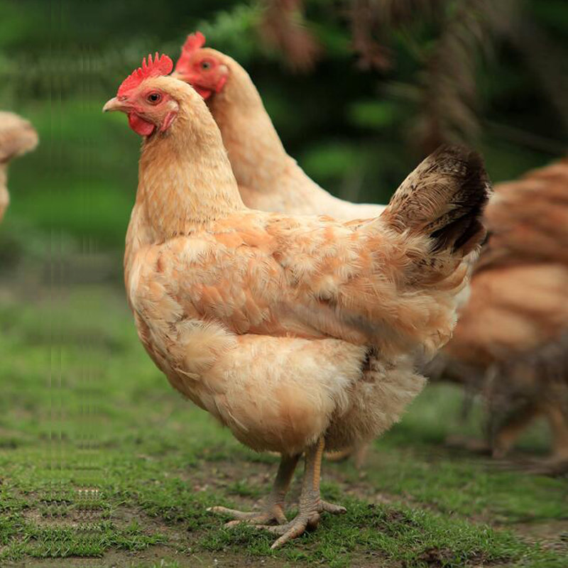 2年老母鸡2只装共45斤3年老母鸡深山农场农家23年老母鸡土鸡月子鸡走