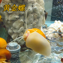 清洁鱼缸吃鱼龟屎粪便螺淡水除藻工具冷水大田螺宠物观赏黄金螺(2-3厘米2个螺除藻除青苔 默认版本)
