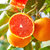 【秭归脐橙中华红-血橙】秭归脐橙 中华红血橙红橙 当季水果 红肉橙子 富含番茄红素 新鲜现摘(3斤大果)