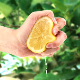 四川安岳柠檬新鲜水果包邮青柠皮薄一级精选汁多大香水黄柠檬(70-100g 500g)