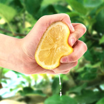 四川安岳柠檬新鲜水果包邮青柠皮薄一级精选汁多大香水黄柠檬(100-150g 2斤)