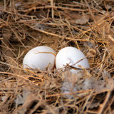 初产蛋 月子蛋 柴鸡蛋笨鸡蛋 增强抵抗力 婴幼儿老人适用 禽肉蛋品 禾人(30枚装 默认版本)