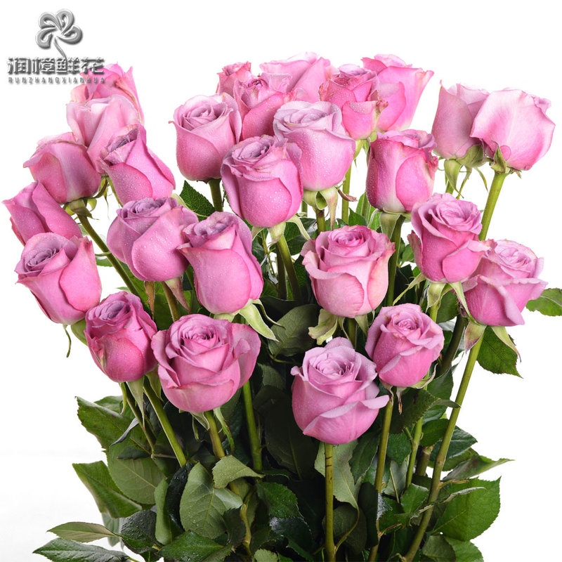【鲜花速递紫玫瑰图片】昆明润樟鲜花批发粉佳人玫瑰(10枝)起订家庭