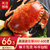 简鲜 面包蟹鲜活熟冻特大黄金蟹黄道蟹海鲜螃蟹珍宝蟹超大母蟹梭子蟹(600-800g/只 3只)